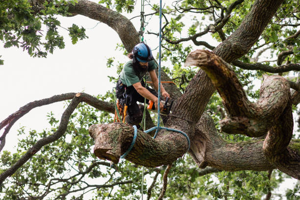 Best Leaf Removal  in Trumansburg, NY