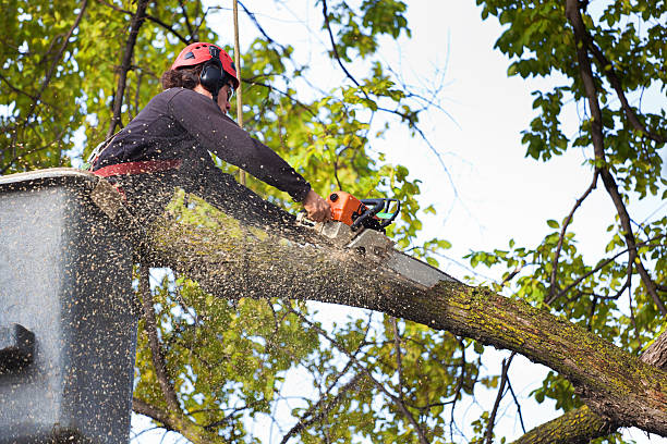 Professional Tree Care in Trumansburg, NY